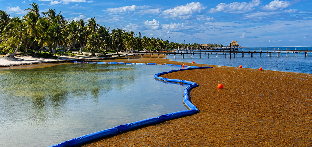 Caribbean Sargassum Boom