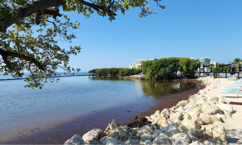 Sargassum Bloom