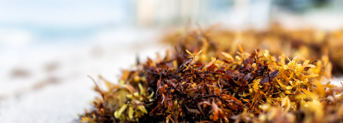 Sargassum on the beach