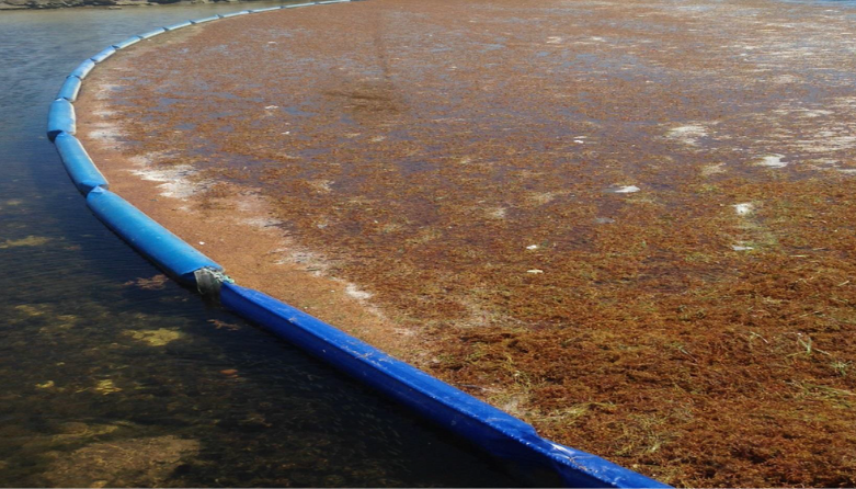 Sargassum Boom